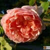 Tee Hybrid Rose Evelyn